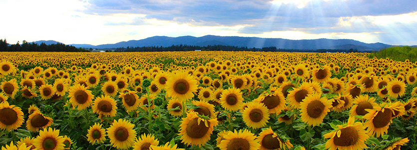 2026 Sunflower Syndrome Family Symposium