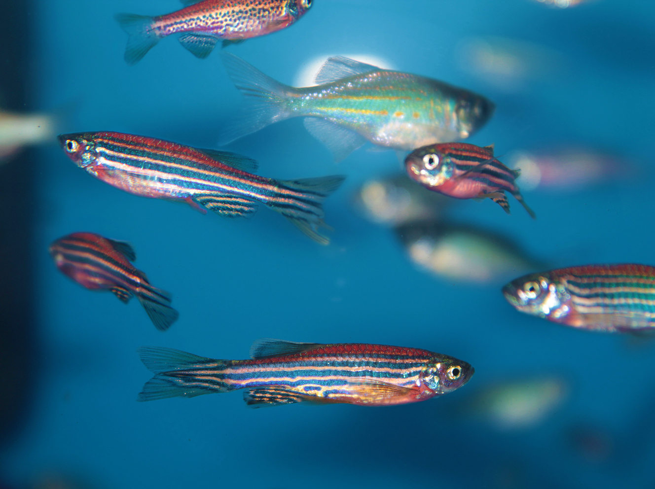 zebra fish